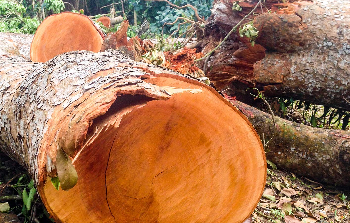 Nahaufnahme abgesägter Baum im Regenwald